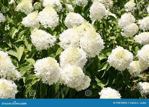 Annabelle Flowers